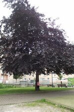 Hêtre pourpre