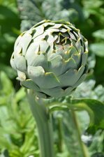 Artichaut, "camus de Bretagne"
