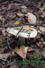 Champignon blanc, au chapeau légèrement verdâtre