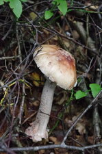 Champignon