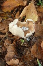 Champignon ?