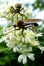 Scatophaga stercoraria ?