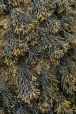 Pelvetie (Pelvetia canaliculata)
