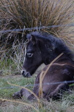 Poulain camarguais