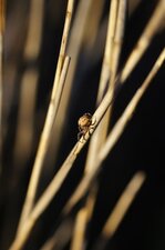 Epeire sp.