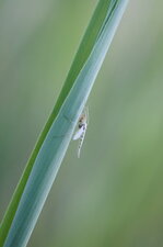 Chironomidé