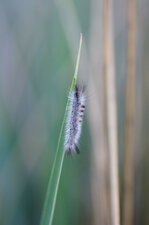 Chenille