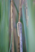 Chenille