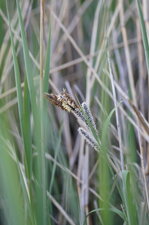 Carex