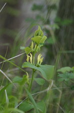 Aristoloche clématite