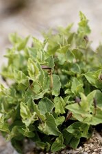 Aristoloche pistoloche