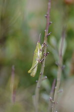 Pyrgomorphe à tête conique