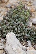 Sedum sédiforme