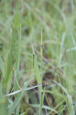  Agrions élégants