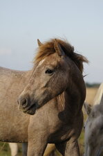 Jeune camarguais