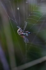 Epeire Vs agrion