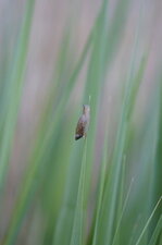 Escargot