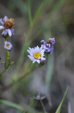 Fleur d