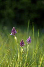 Orchis pyramidal