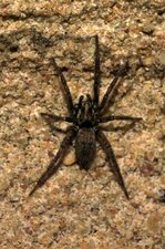 Arachnide