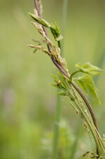 Propylea 14-punctata