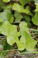 Cercopis vulnerata