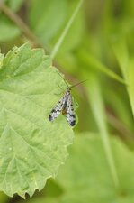 Panorpa vulgaris