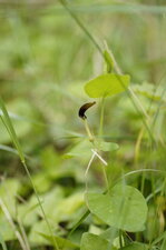 Aristoloche à feuilles rondes