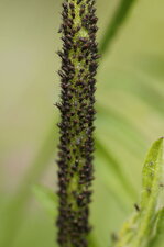 Y
