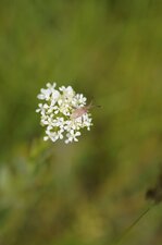 Punaise rose - du dessus