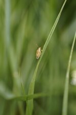Aelia acuminata