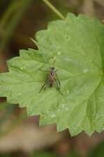 Rhagionidé