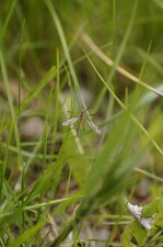 Tipule sp.