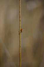 Cantharidé acrobate