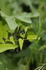 Tenthredo bifasciata
