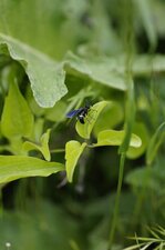 Tenthredo bifasciata