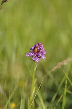 Coléo sur orchis