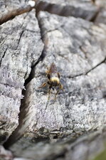 Mouche à moustaches (3) ?