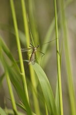 Tipule