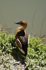 Canard d