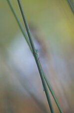 Cache-cache avec un agrion élégant