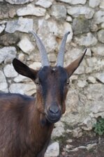 Une chevrette