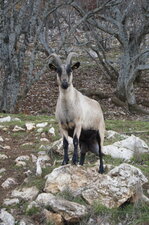 Une chèvre