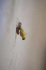 Emergence en cours