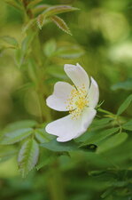 Fleur d
