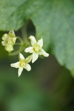 Fleur de Bryone dioïque