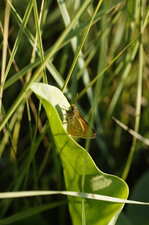 Hespéride sp.
