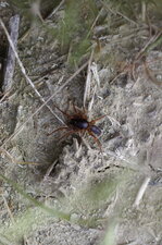 Dysderidae sp. ?