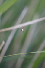 Arachnide