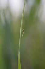 Chironome